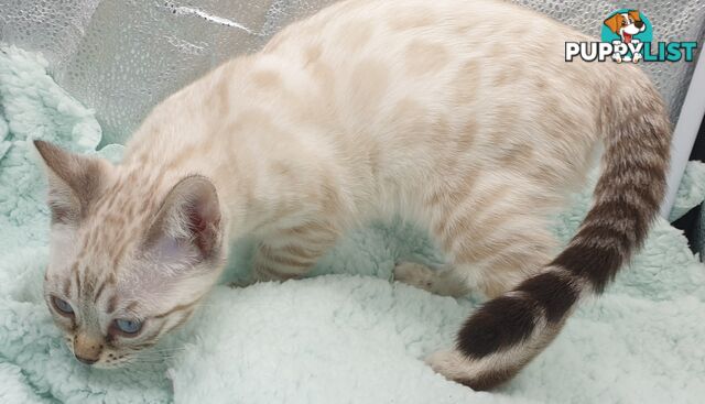 BENGAL KITTENS super sweet friendly &amp; great for families