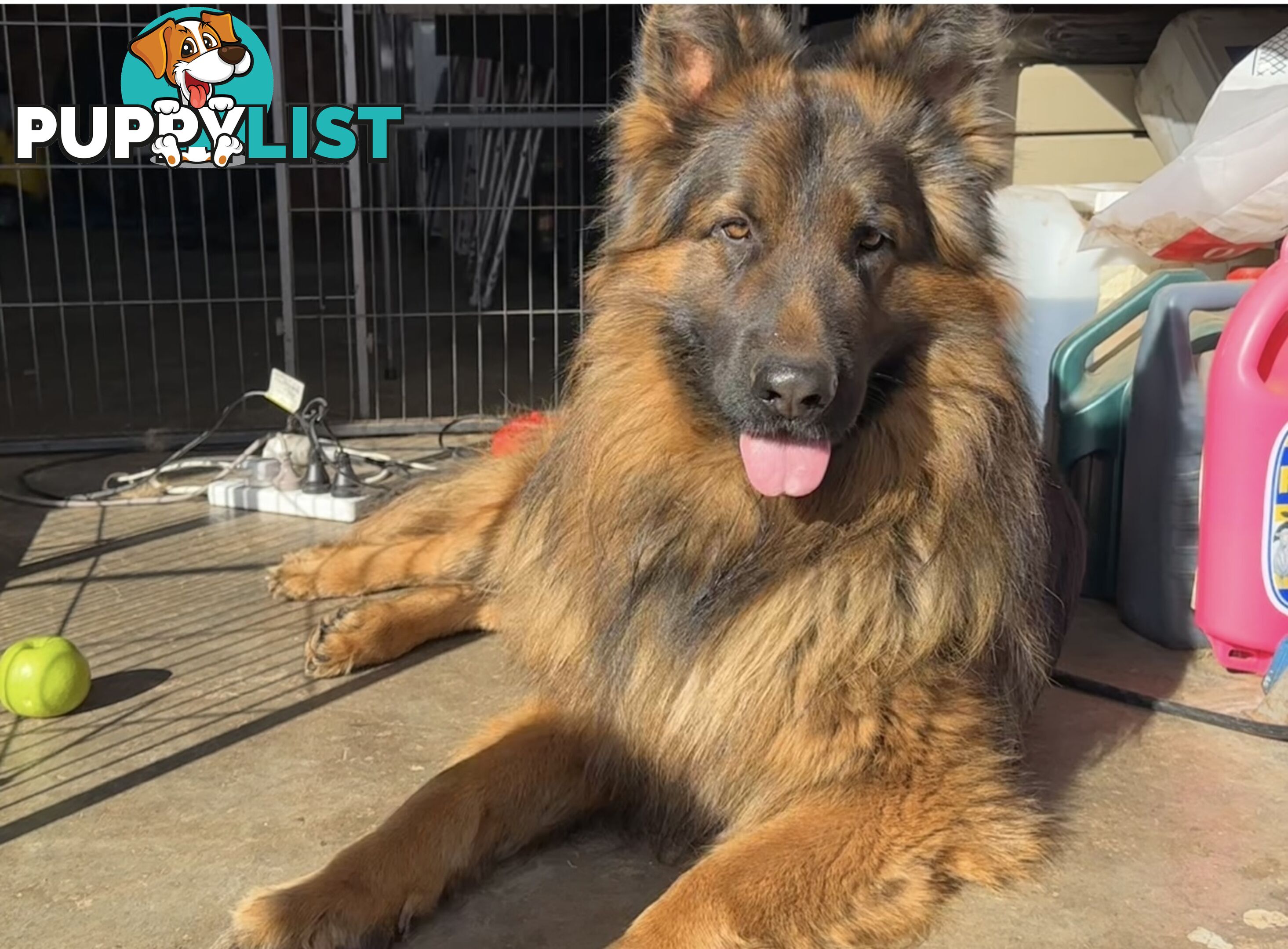 Pure long coat German shepherd puppies