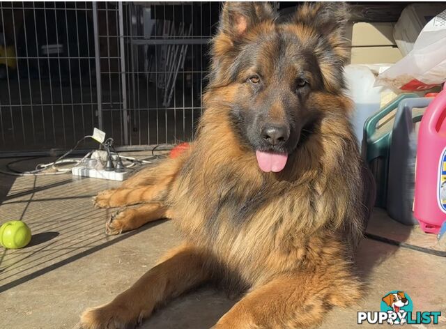 Pure long coat German shepherd puppies