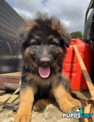 German shepherd puppies Pure long coats