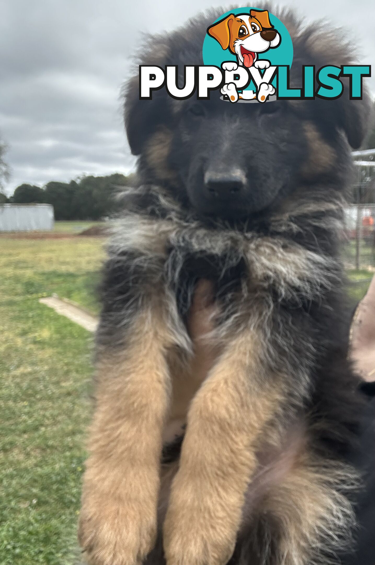 Pure long coat German shepherd puppies