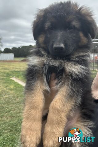 Pure long coat German shepherd puppies