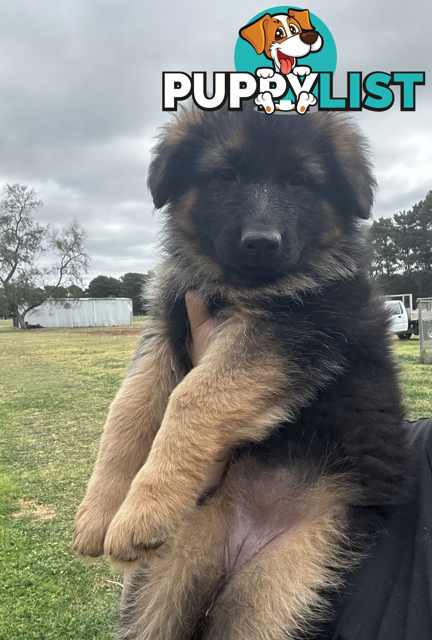 Pure long coat German shepherd puppies