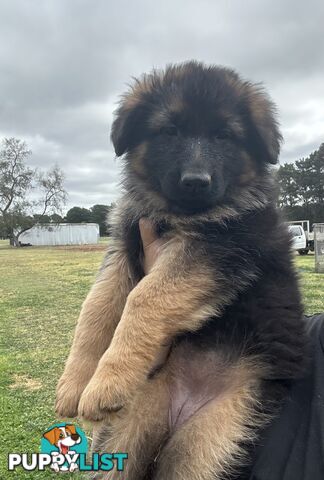 Pure long coat German shepherd puppies