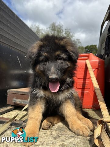 German shepherd puppies Pure long coats