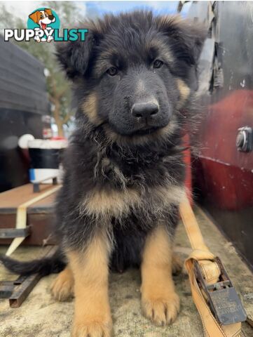 German shepherd puppies Pure long coats