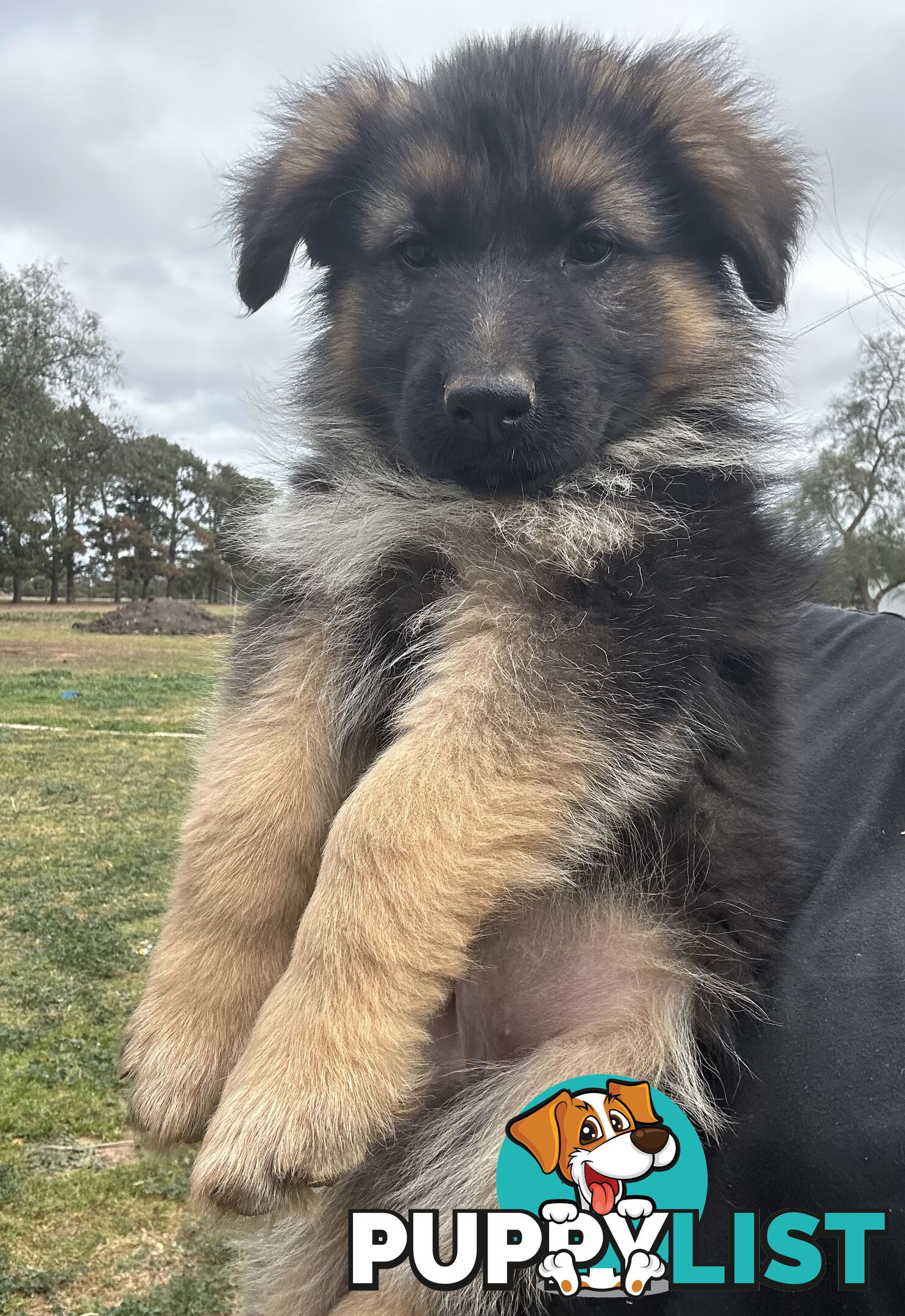 Pure long coat German shepherd puppies