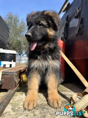 German shepherd puppies Pure long coats