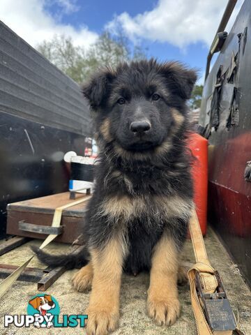 German shepherd puppies Pure long coats