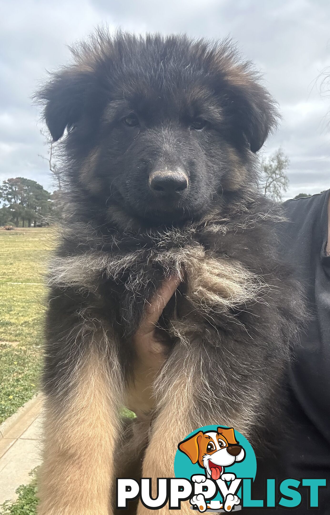 Pure long coat German shepherd puppies