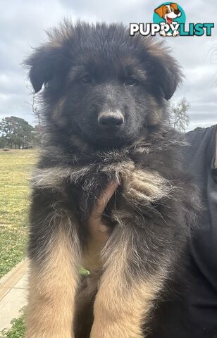 Pure long coat German shepherd puppies