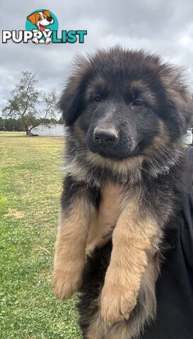 Pure long coat German shepherd puppies