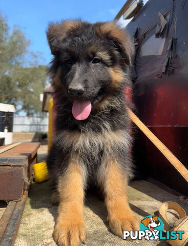 German shepherd puppies Pure long coats