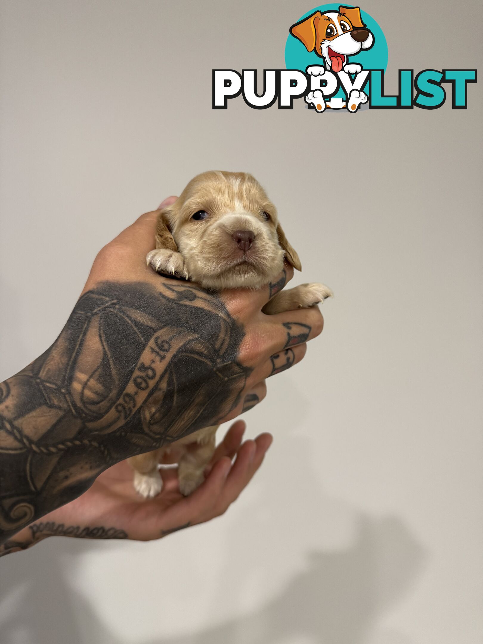 Cocker Spaniel Puppies