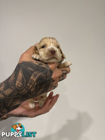 Cocker Spaniel Puppies