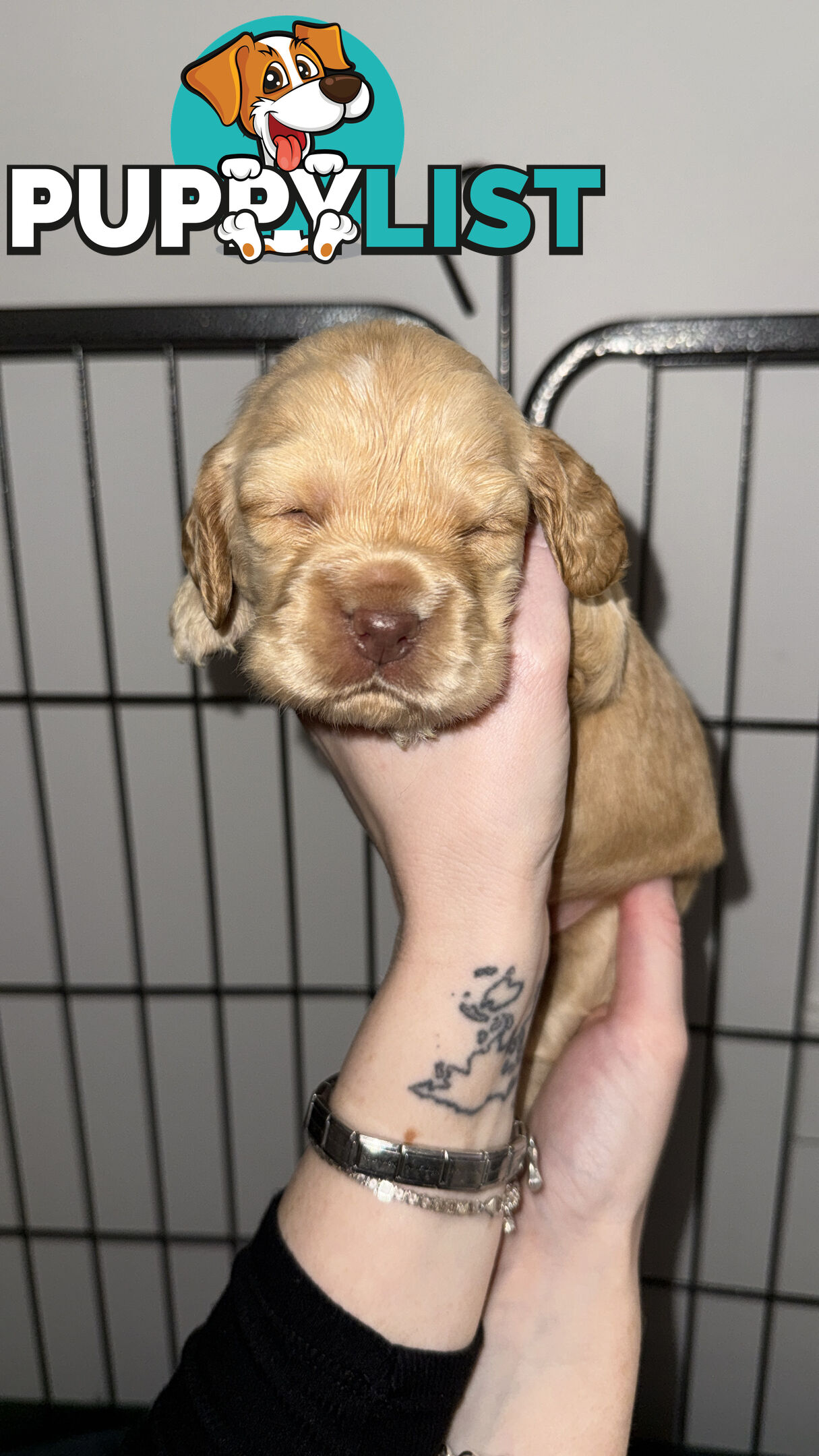 Cocker Spaniel Puppies