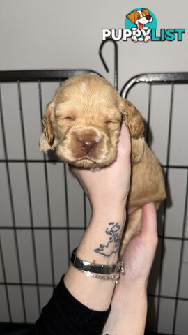 Cocker Spaniel Puppies