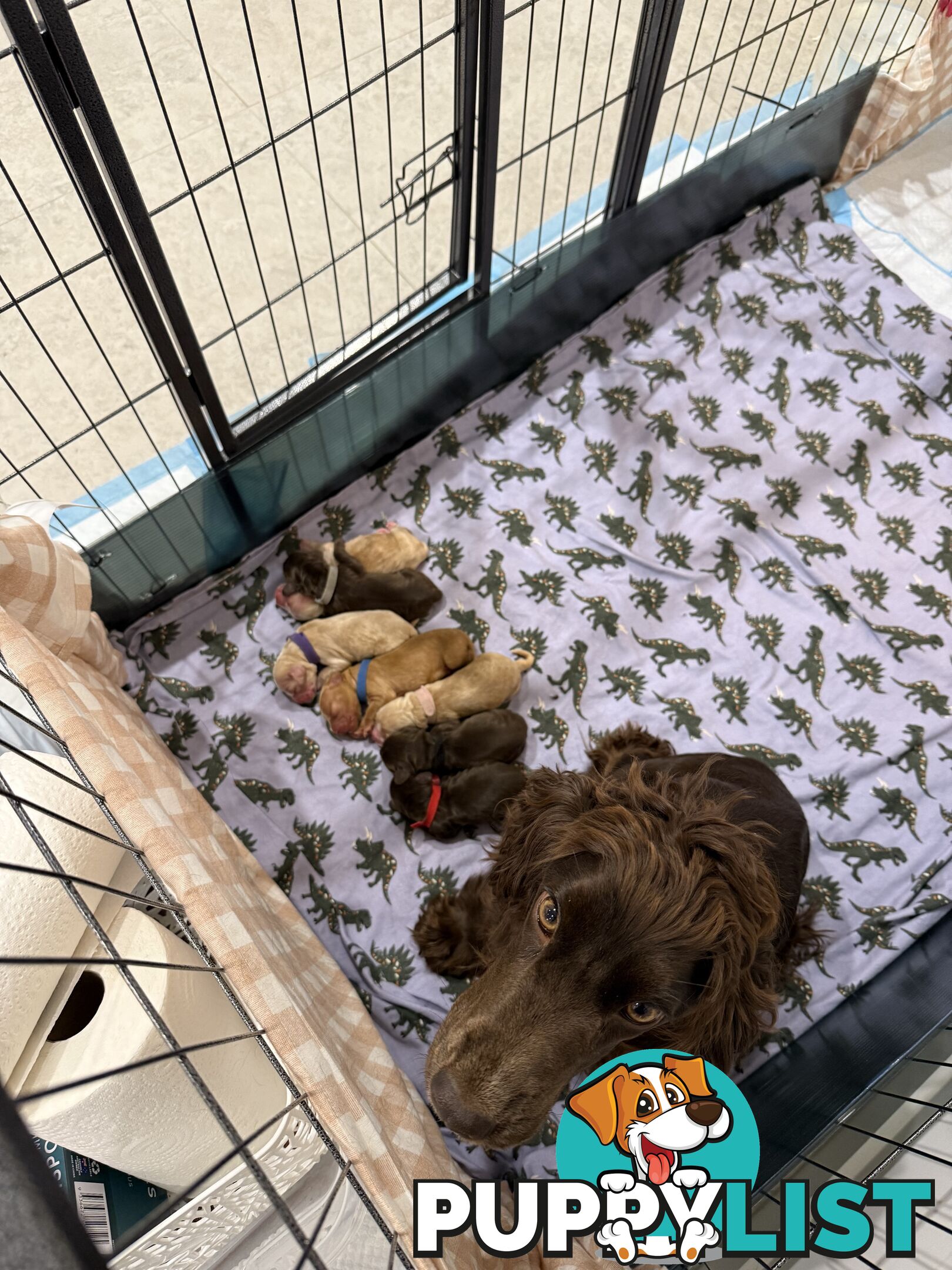 Cocker Spaniel Puppies