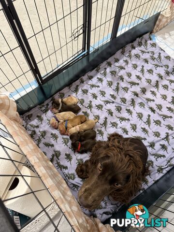 Cocker Spaniel Puppies