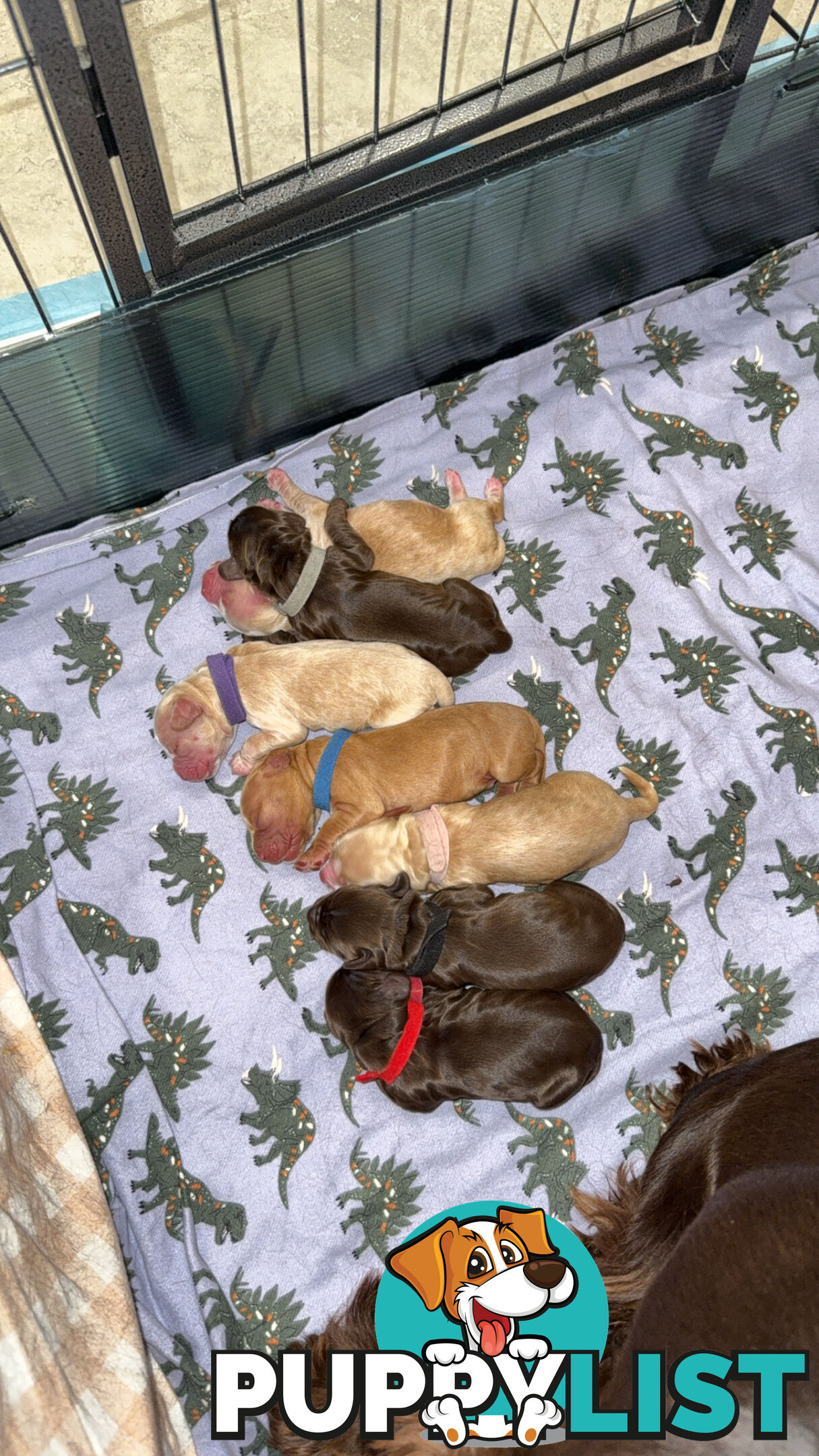 Cocker Spaniel Puppies
