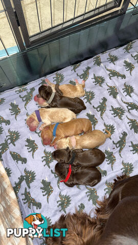 Cocker Spaniel Puppies