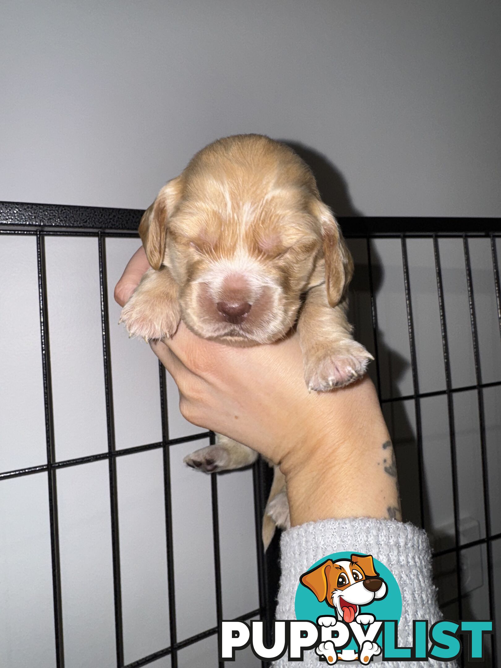Cocker Spaniel Puppies