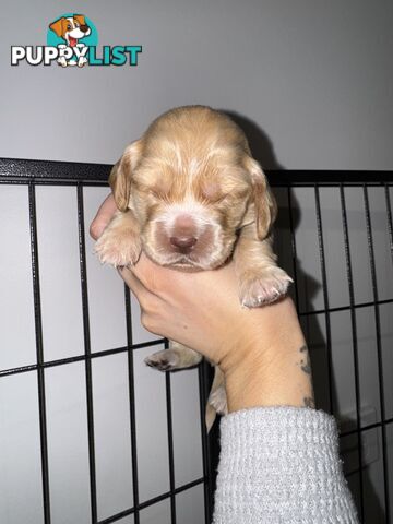 Cocker Spaniel Puppies