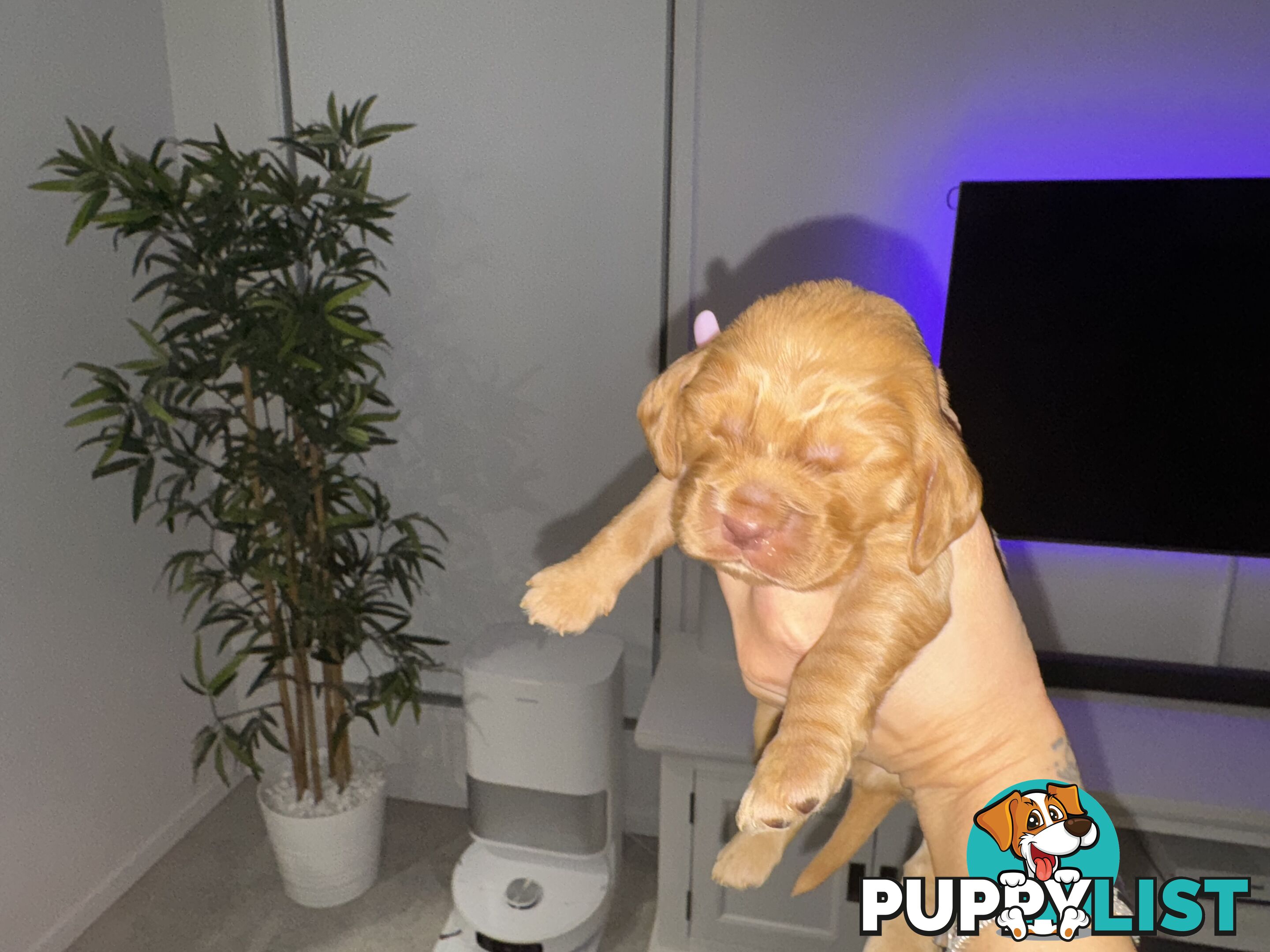 Cocker Spaniel Puppies