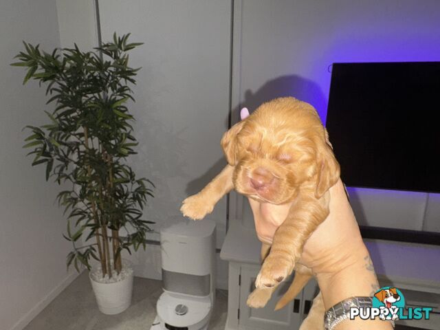 Cocker Spaniel Puppies
