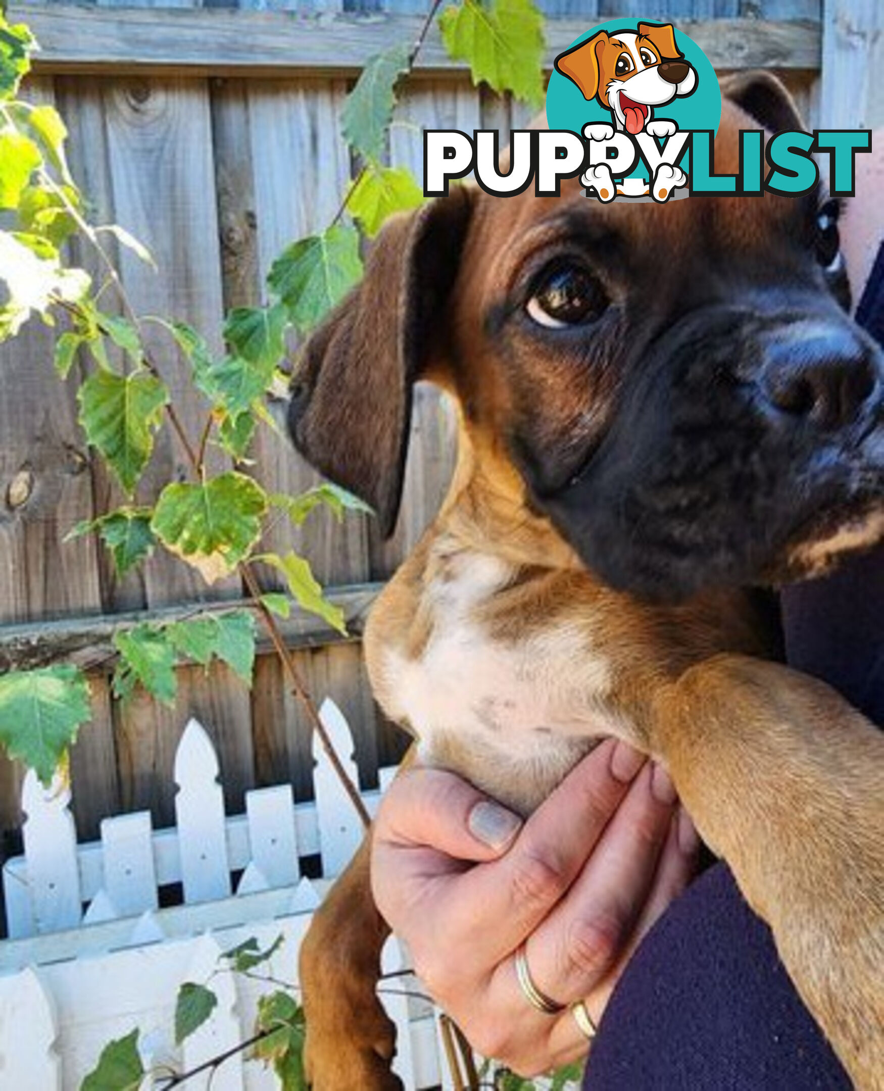 Boxer puppy female