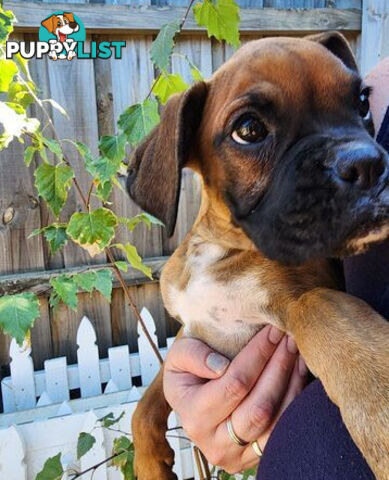 Boxer puppy female