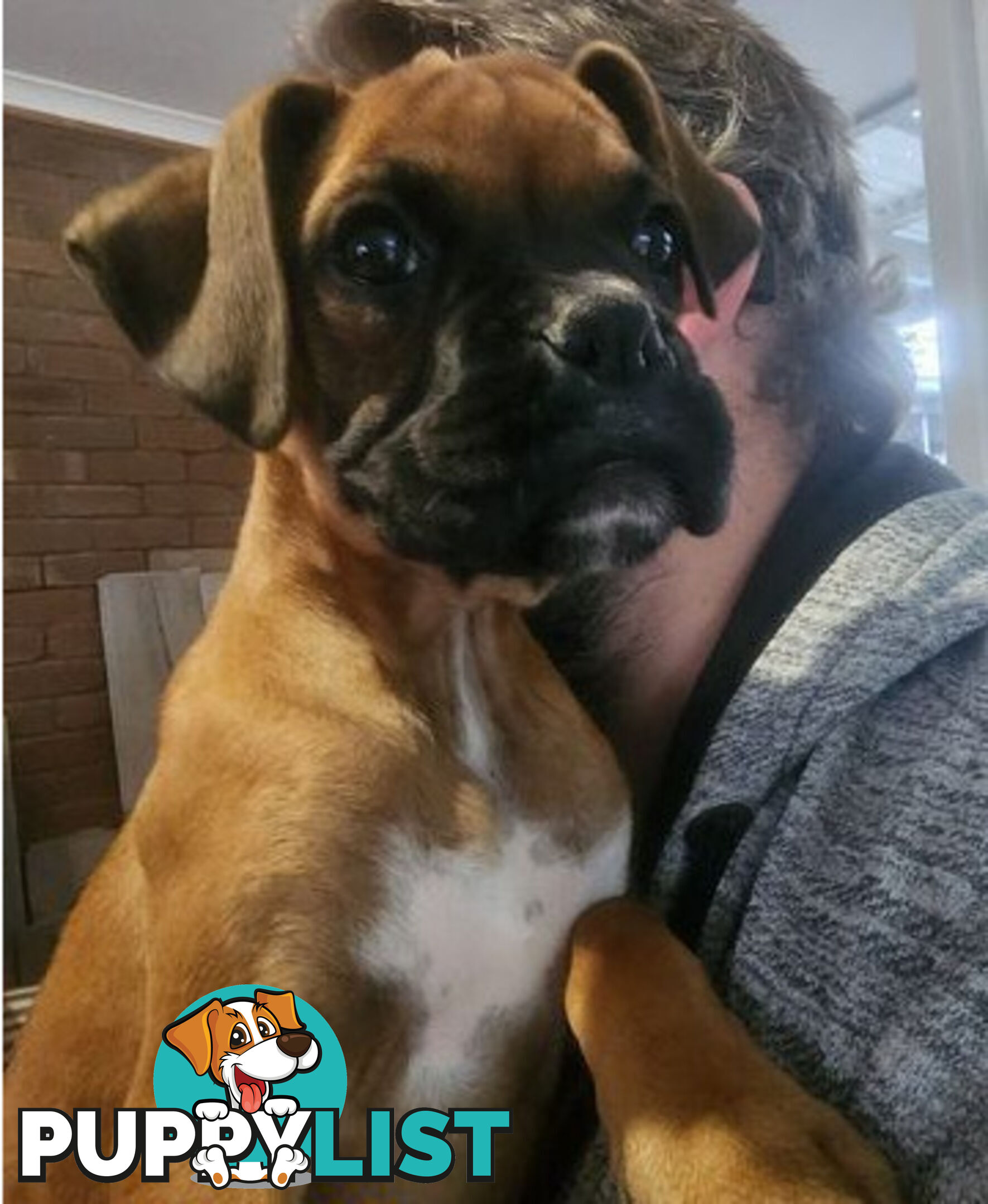 Boxer puppy female