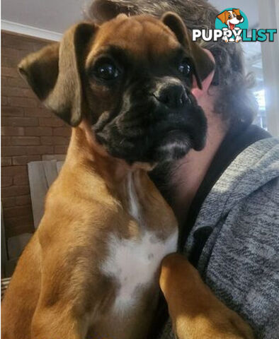 Boxer puppy female