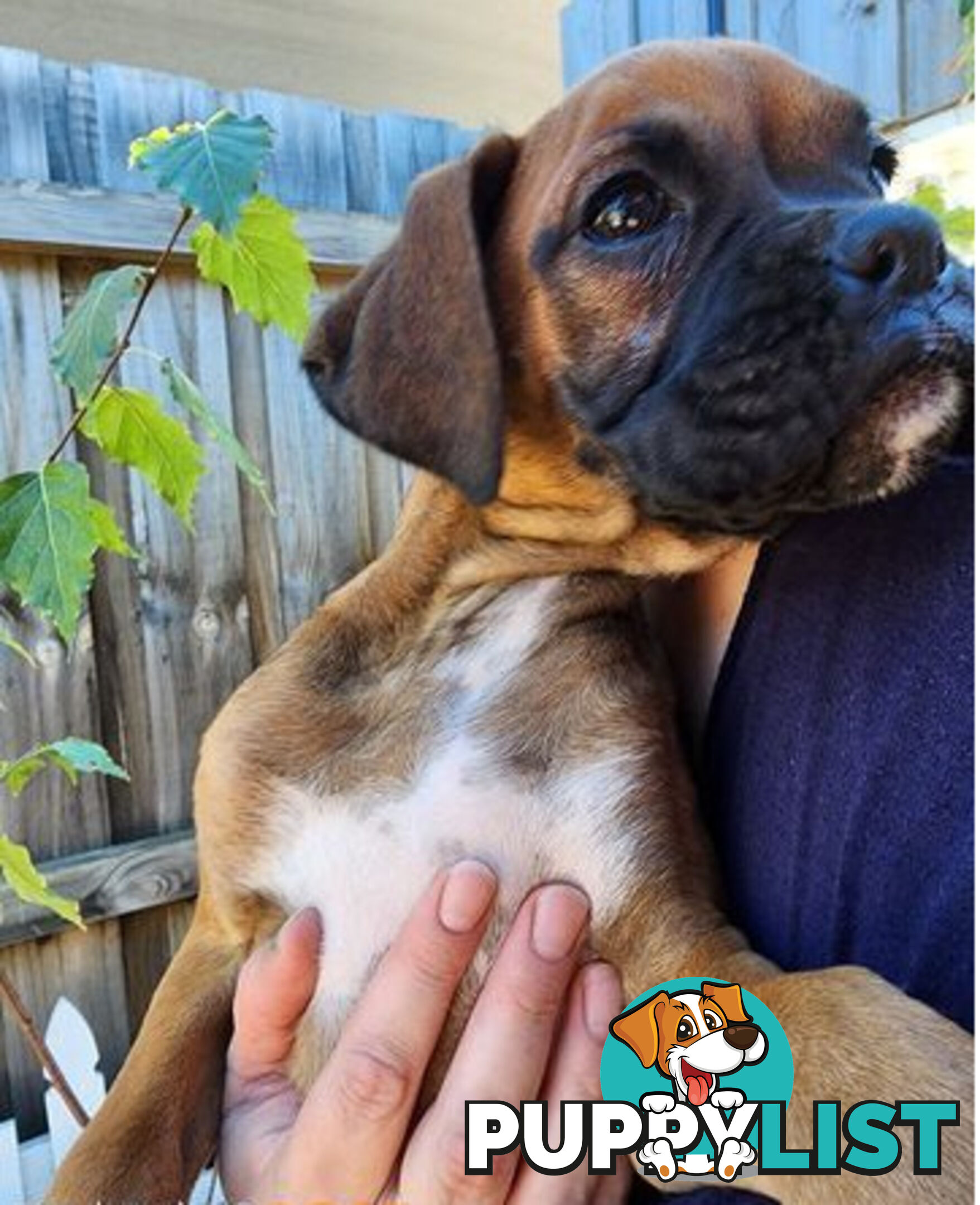 Boxer puppy female