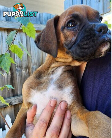 Boxer puppy female