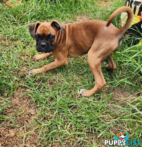 Boxer puppy female
