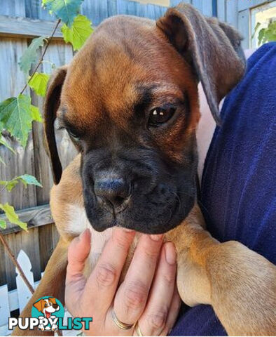 Boxer puppy female