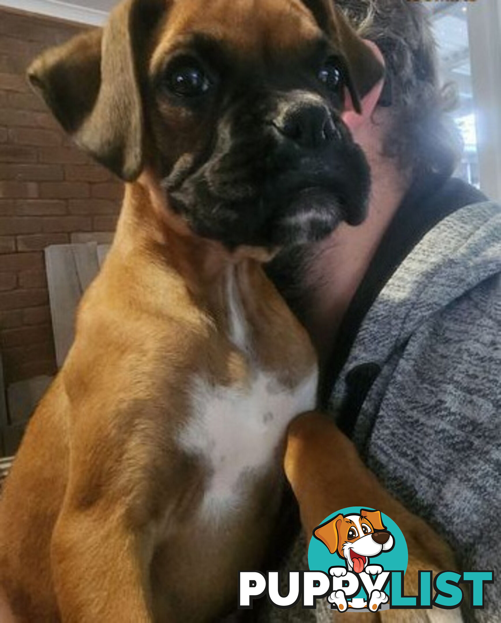 Boxer puppy female