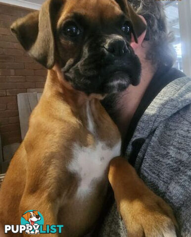 Boxer puppy female