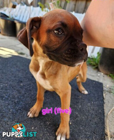 Boxer puppy female