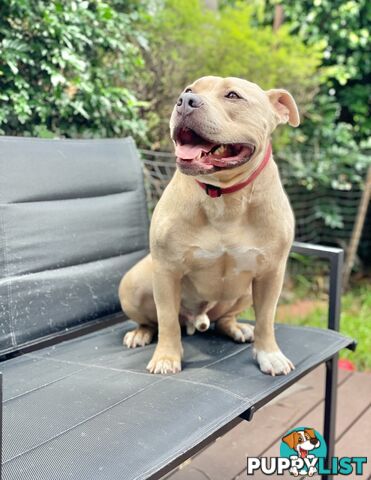 Koda the American pocket Bully needs a new home