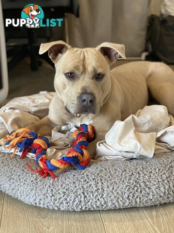 Koda the American pocket Bully needs a new home