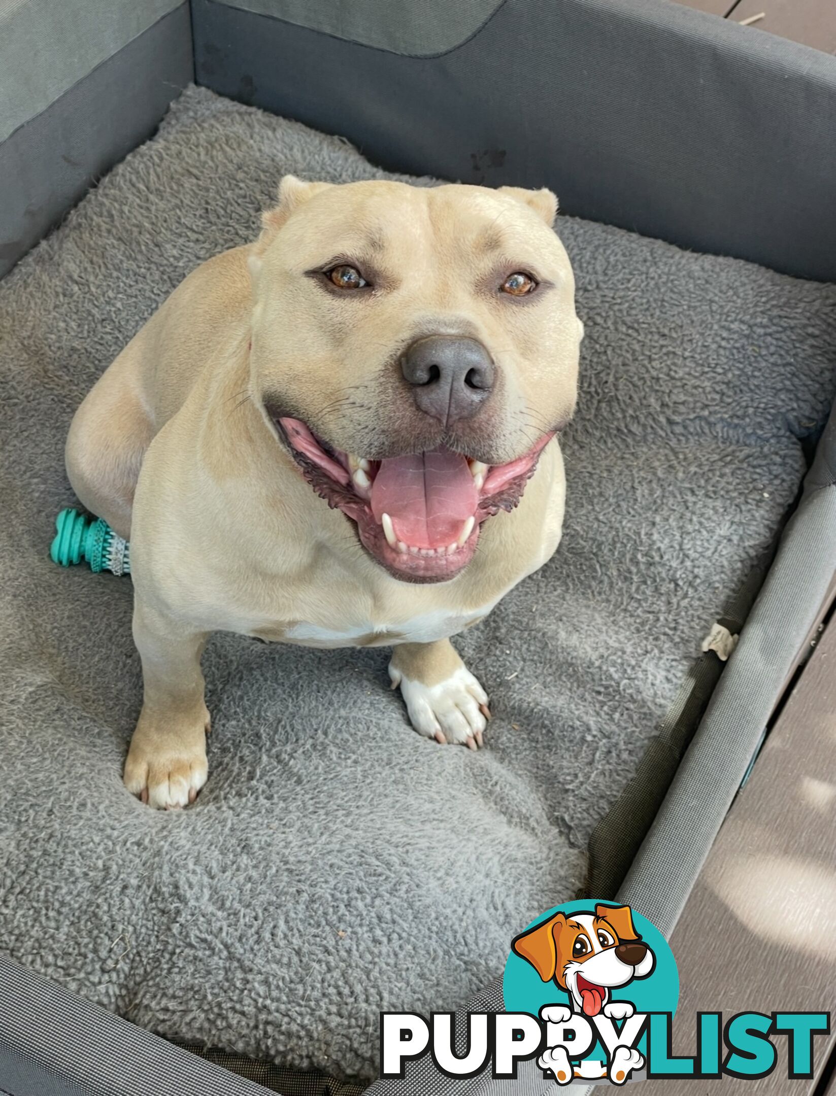 Koda the American pocket Bully needs a new home