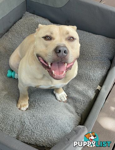 Koda the American pocket Bully needs a new home