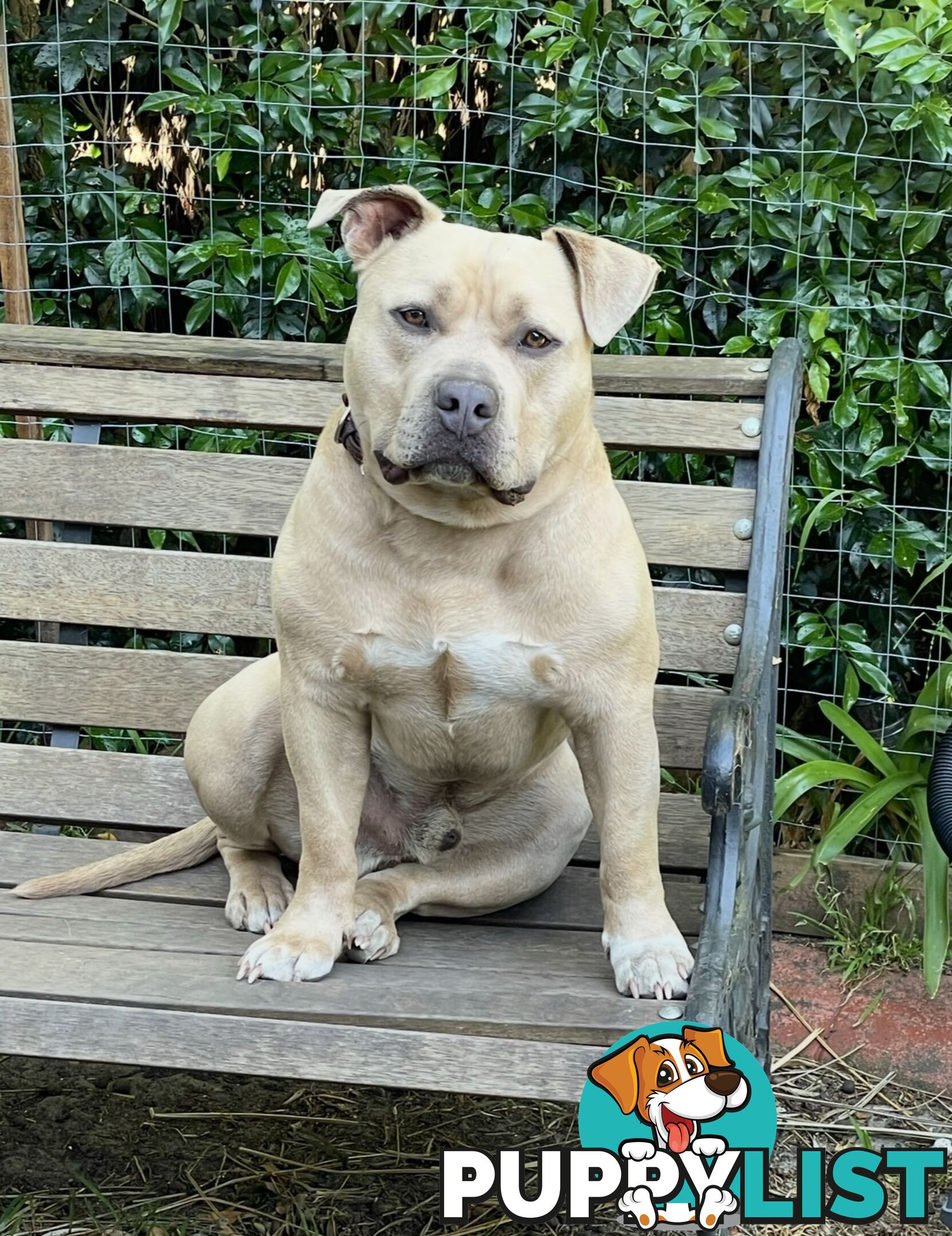 Koda the American pocket Bully needs a new home