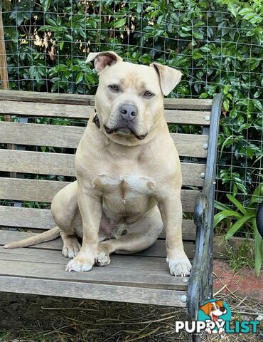 Koda the American pocket Bully needs a new home