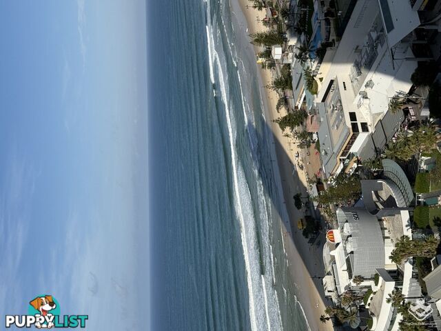 ID:21154630 3113 Orchid Avenue Surfers Paradise QLD 4217