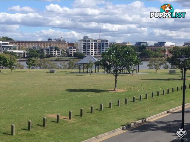 ID:21157104 48 Addison Avenue Bulimba QLD 4171