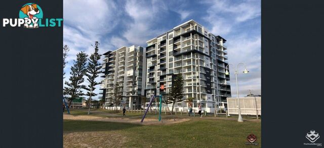 ID:21156657 388 Marine Parade Labrador QLD 4215