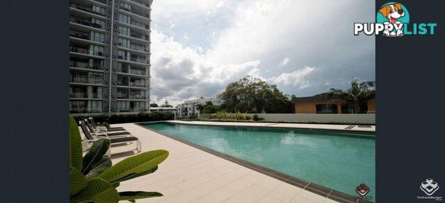 ID:21156657 388 Marine Parade Labrador QLD 4215